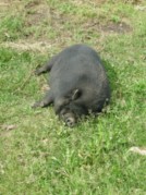 Un porc Gascon
